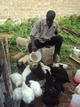 ALLEVAMENTO E ORTICOLTURA - Allevamento di galline migliorate: ALLEVAMENTO DI GALLINE MIGLIORATE (3) 